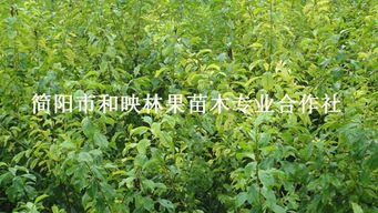 四川優質脆紅李子苗、大五星枇杷苗批發與種植技術全攻略——走進簡陽市和映林果苗木專業合作社