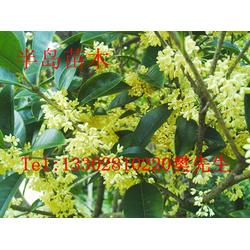 桂花飄香，家園添彩——半島苗木園藝綠化桂花樹苗種植技術全解析